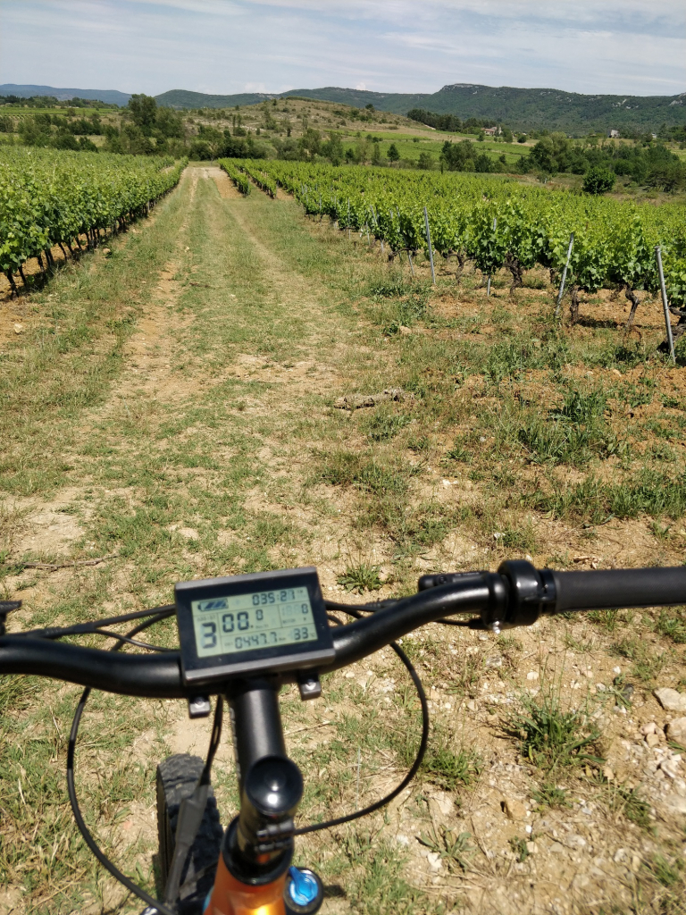 Electronic scooter in the vines 